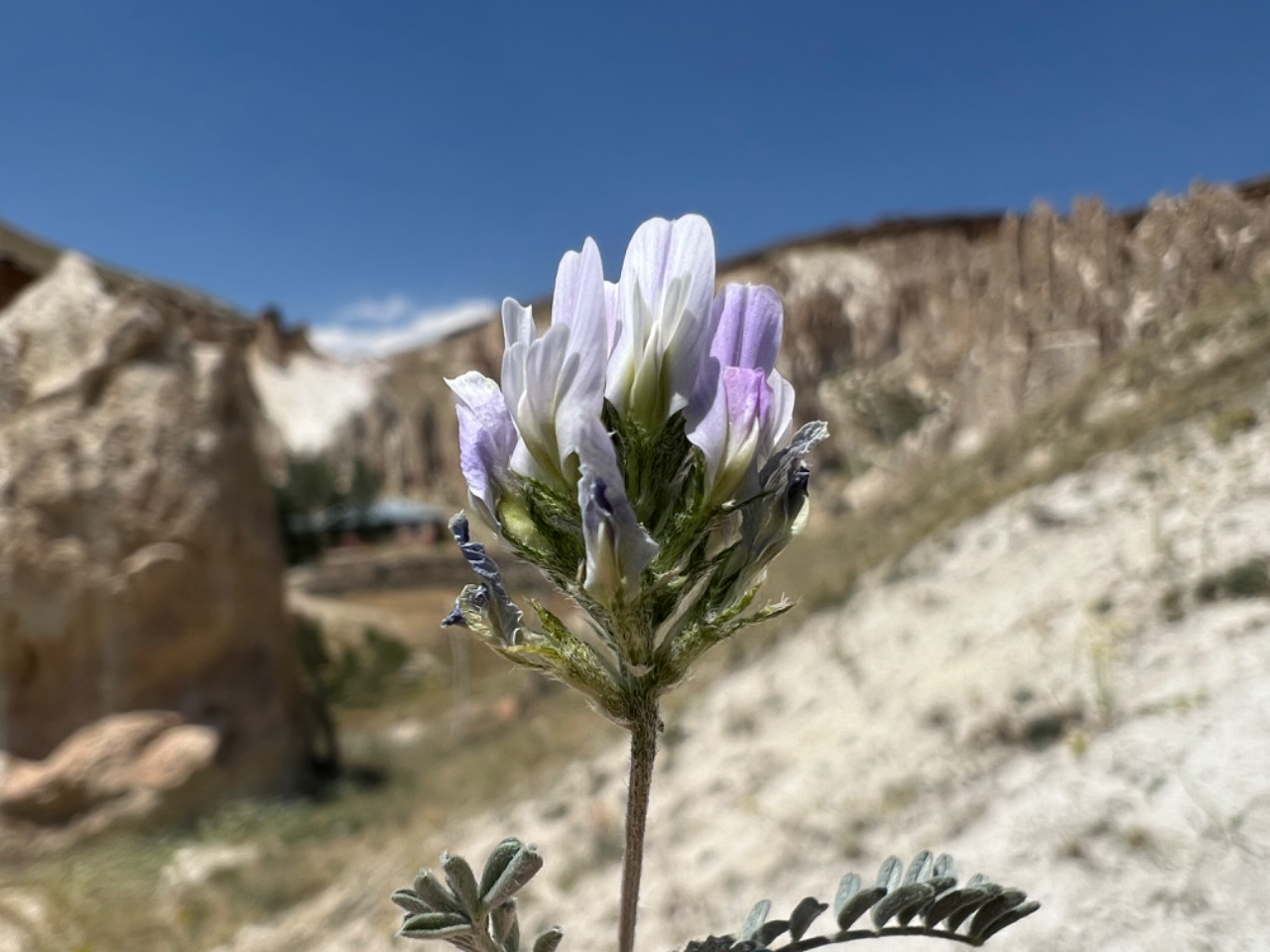 Astragalus alyssoides