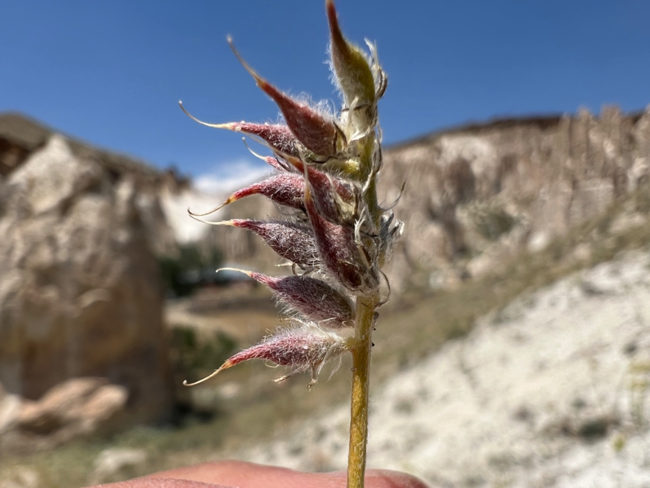 Astragalus alyssoides