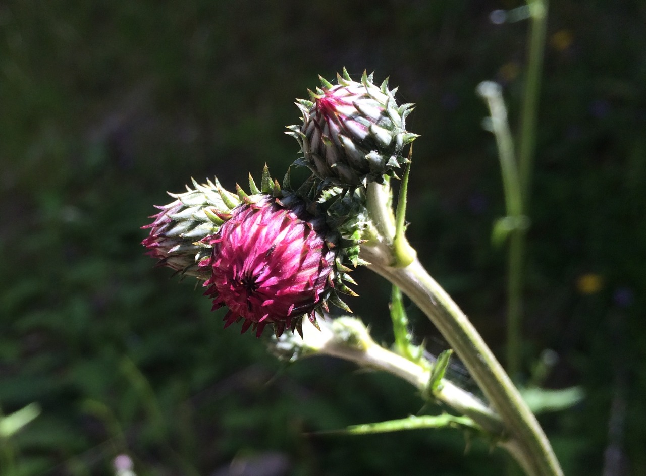Cirsium hypoleucum