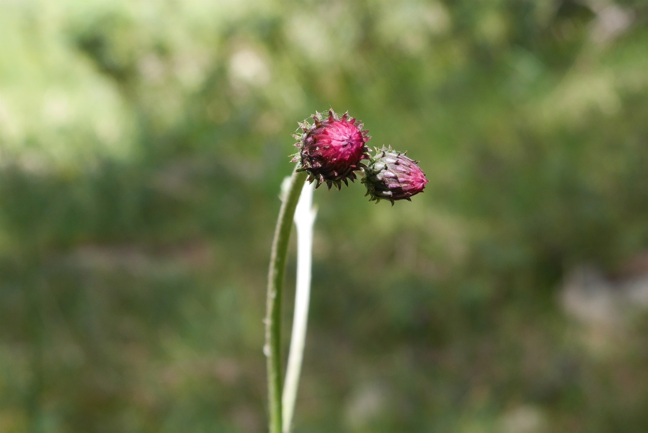 Cirsium hypoleucum