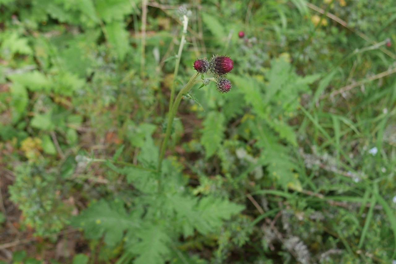 Cirsium hypoleucum