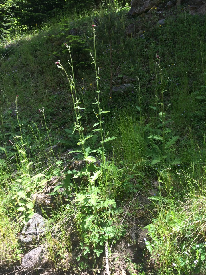 Cirsium hypoleucum