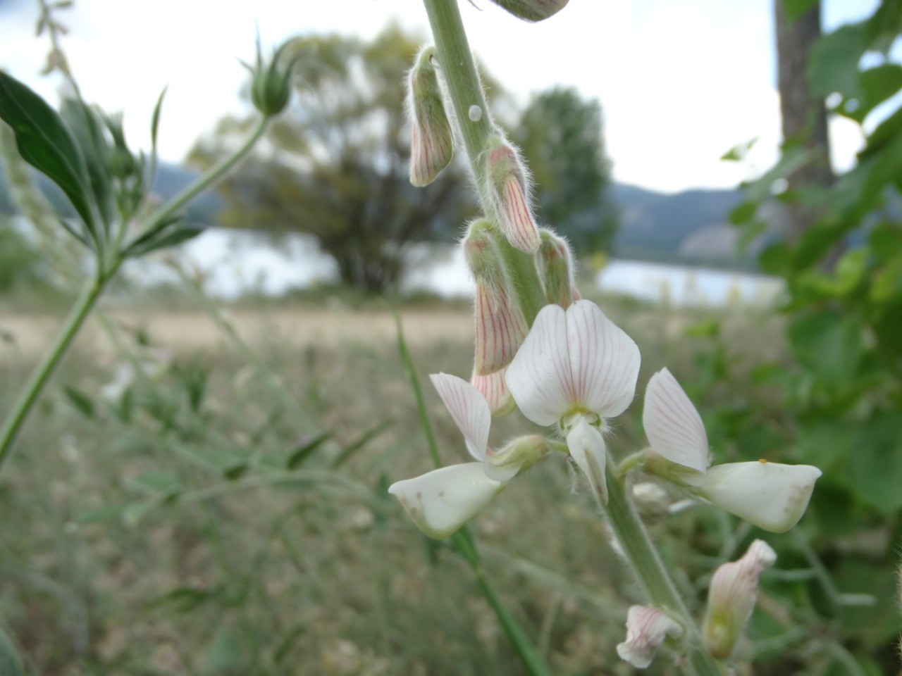 Onobrychis hypargyrea