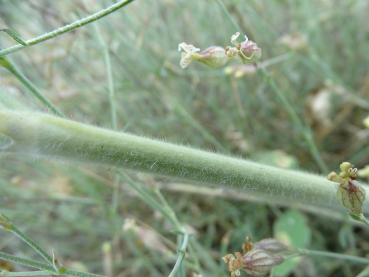 Onobrychis hypargyrea