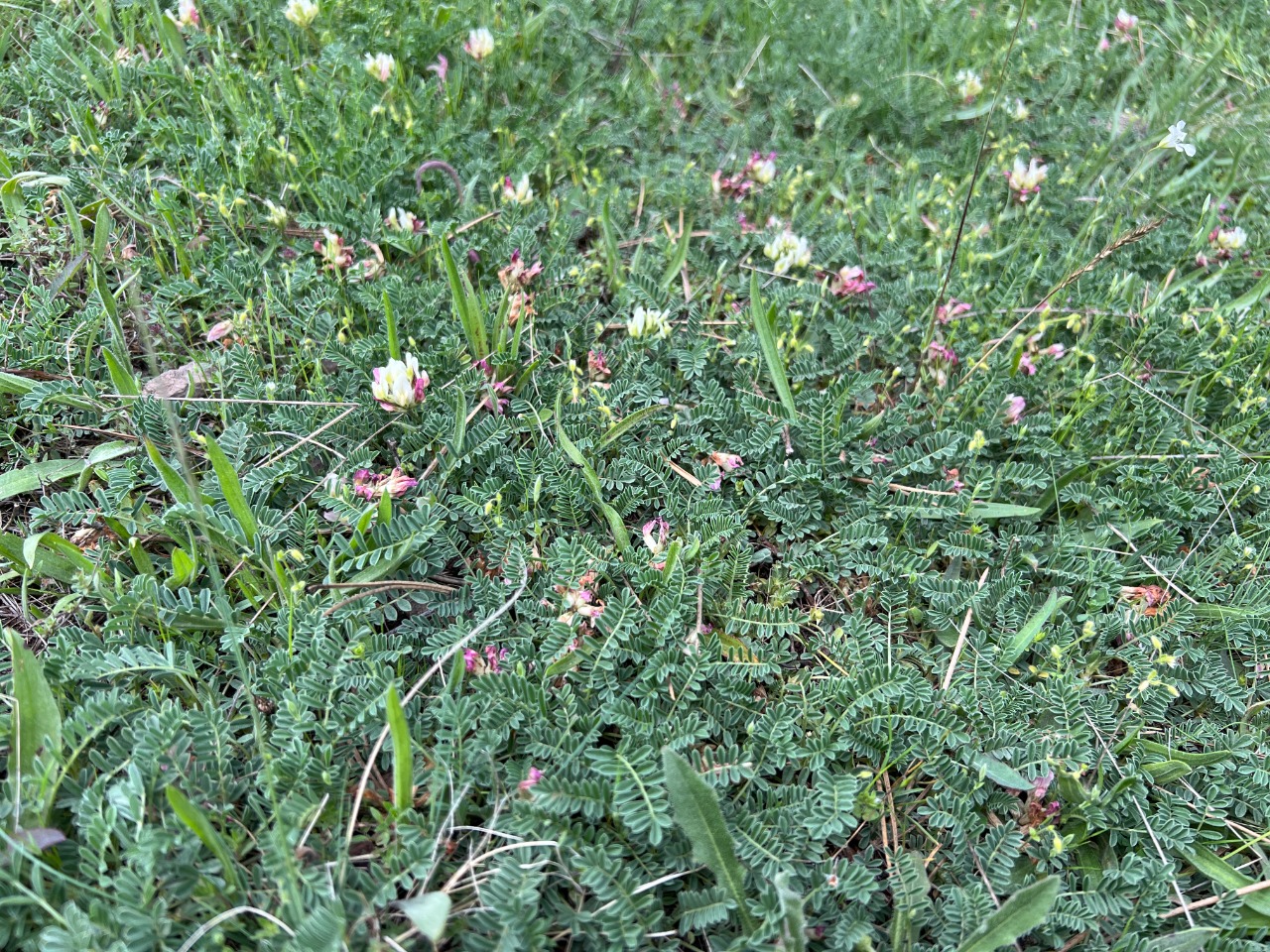 Astragalus amoenus