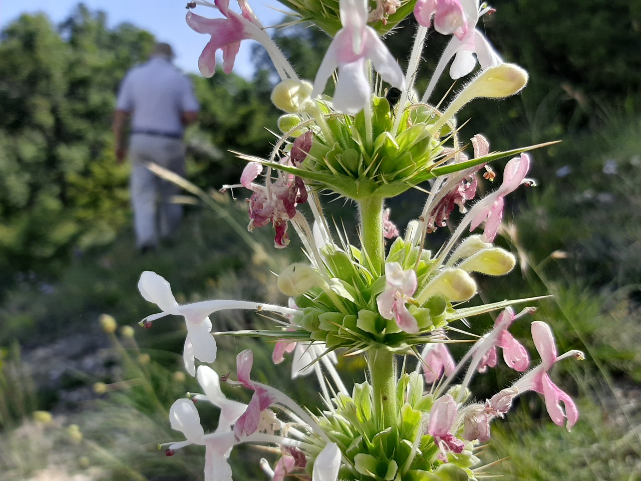 Morina persica