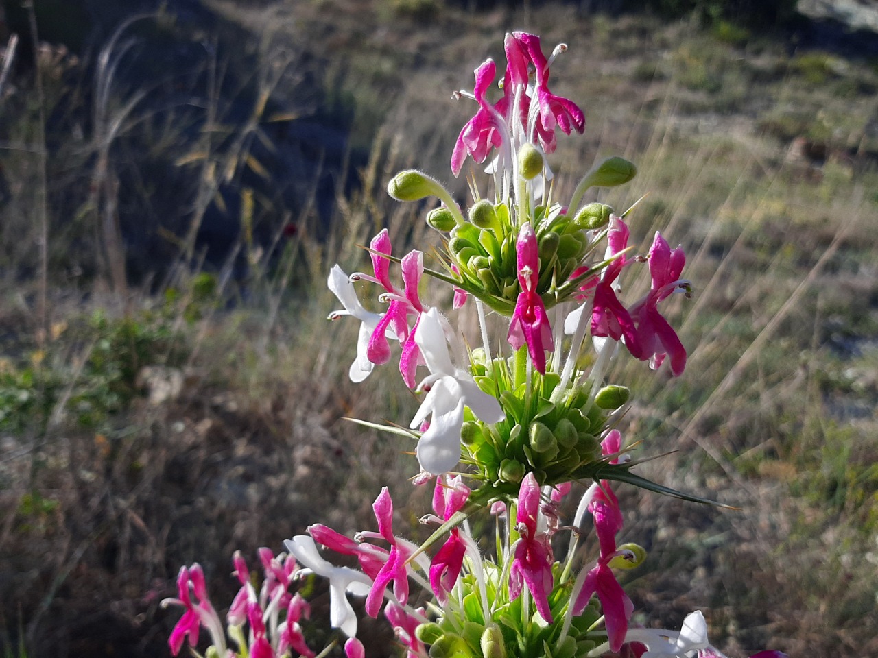 Morina persica