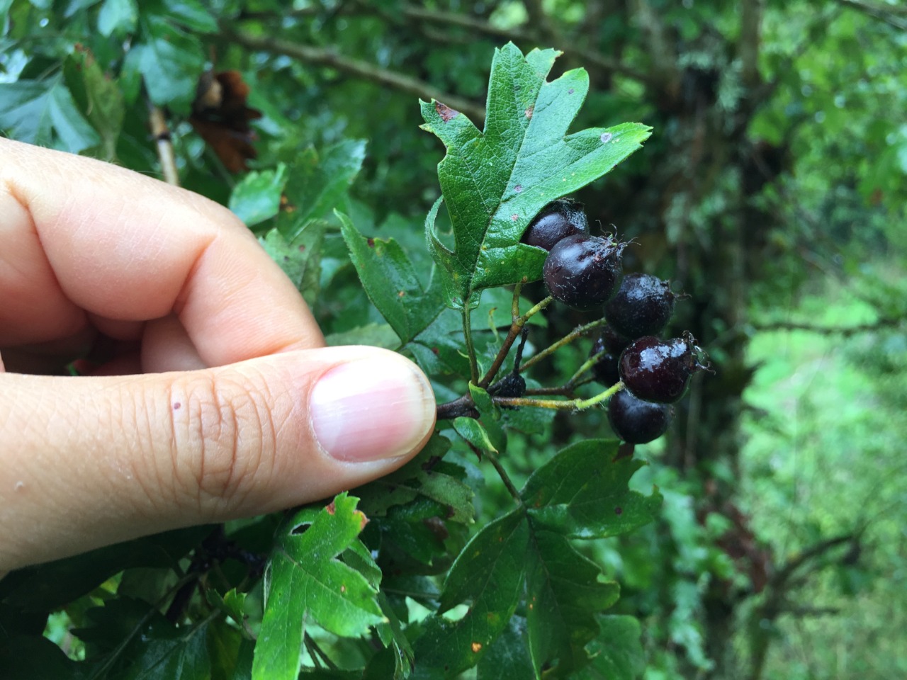 Crataegus pentagyna