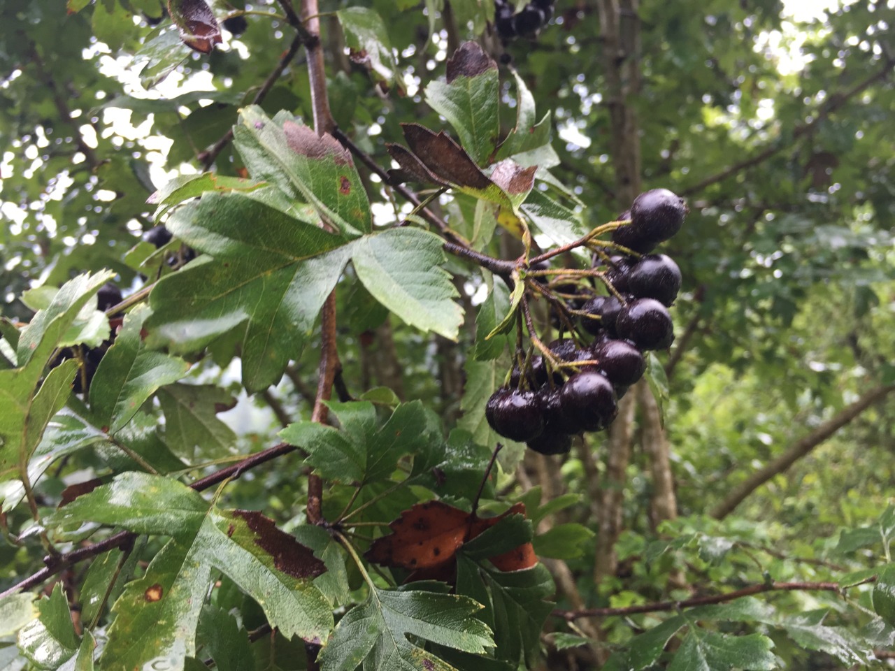 Crataegus pentagyna