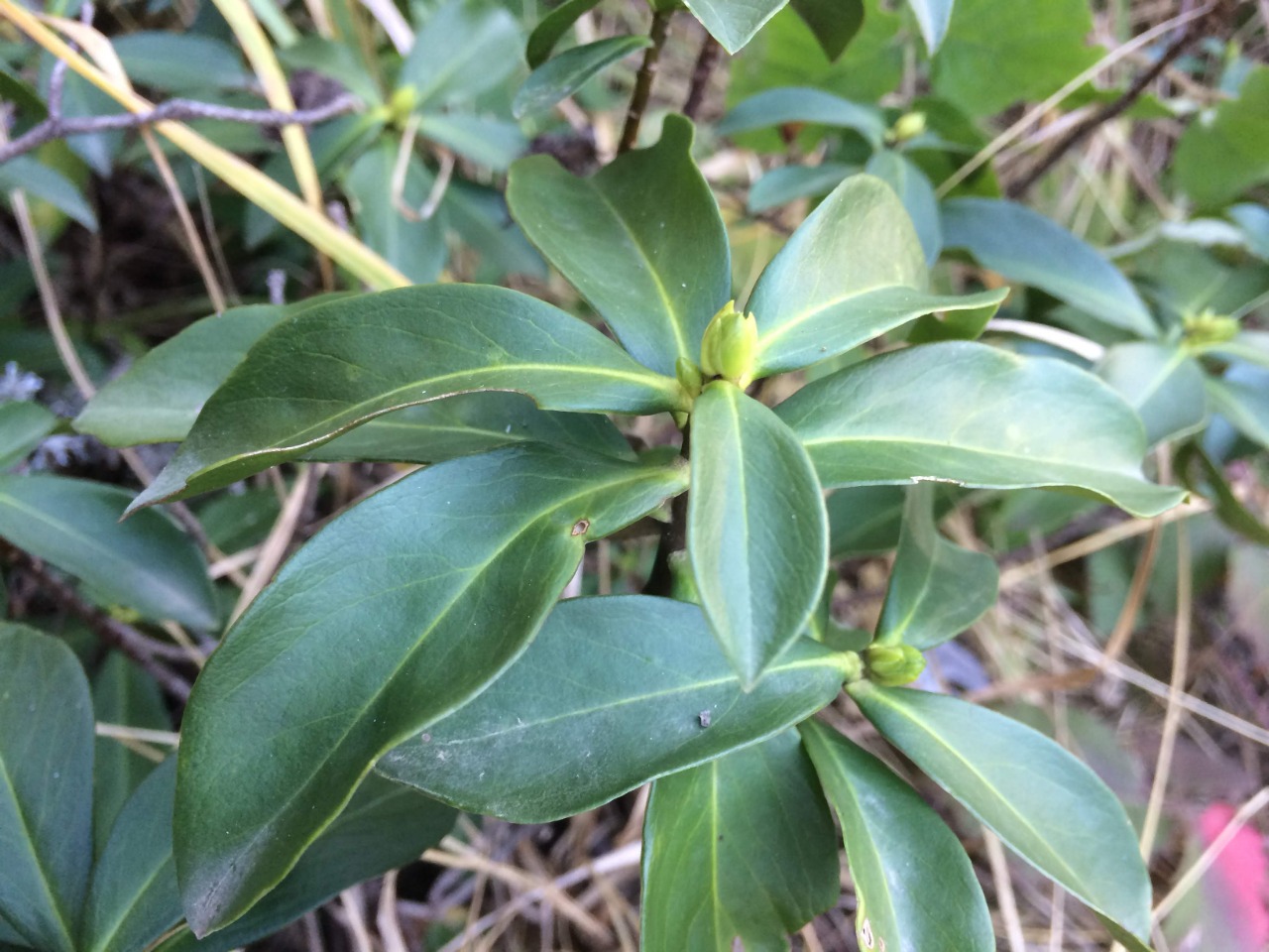 Daphne pontica