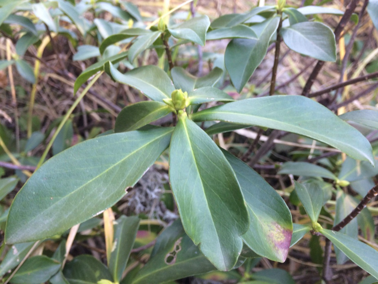 Daphne pontica