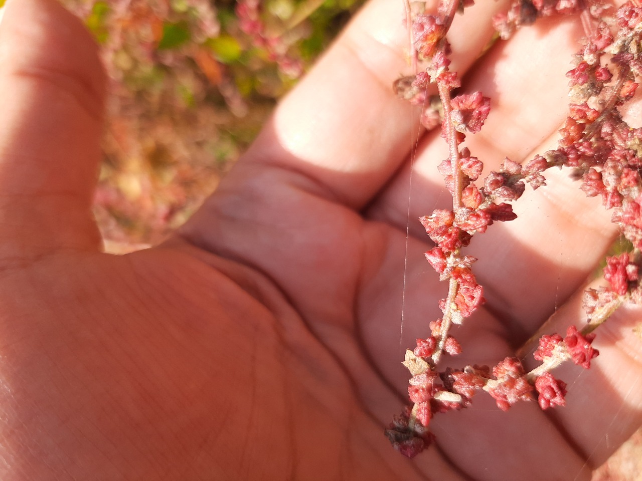 Atriplex hastata