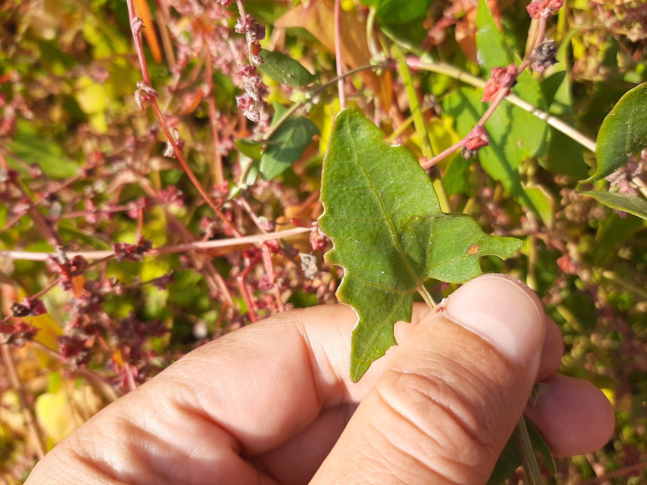 Atriplex hastata