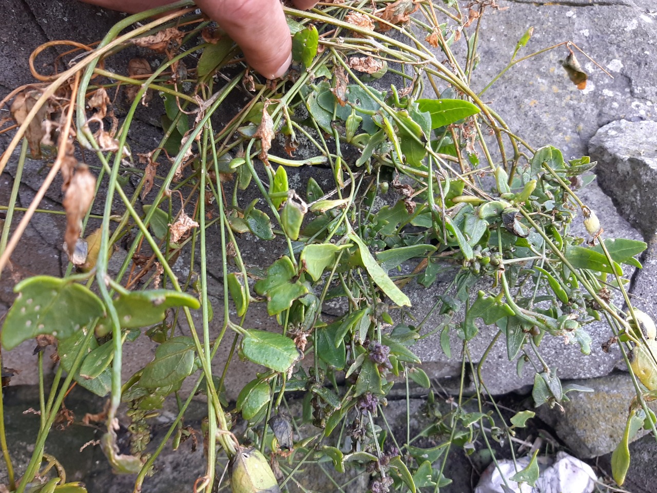 Atriplex hastata