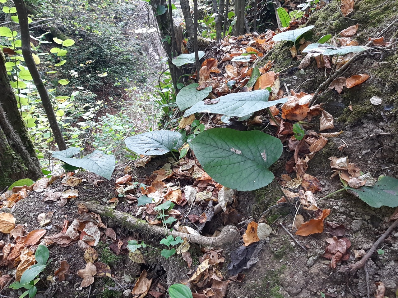 Trachystemon orientalis