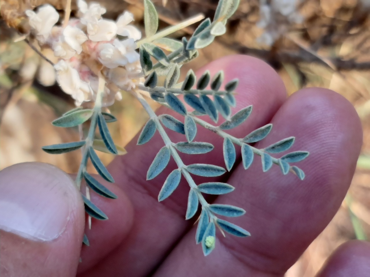 Astragalus caspicus