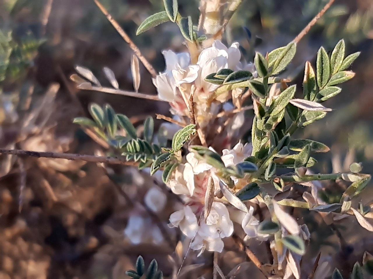 Astragalus caspicus