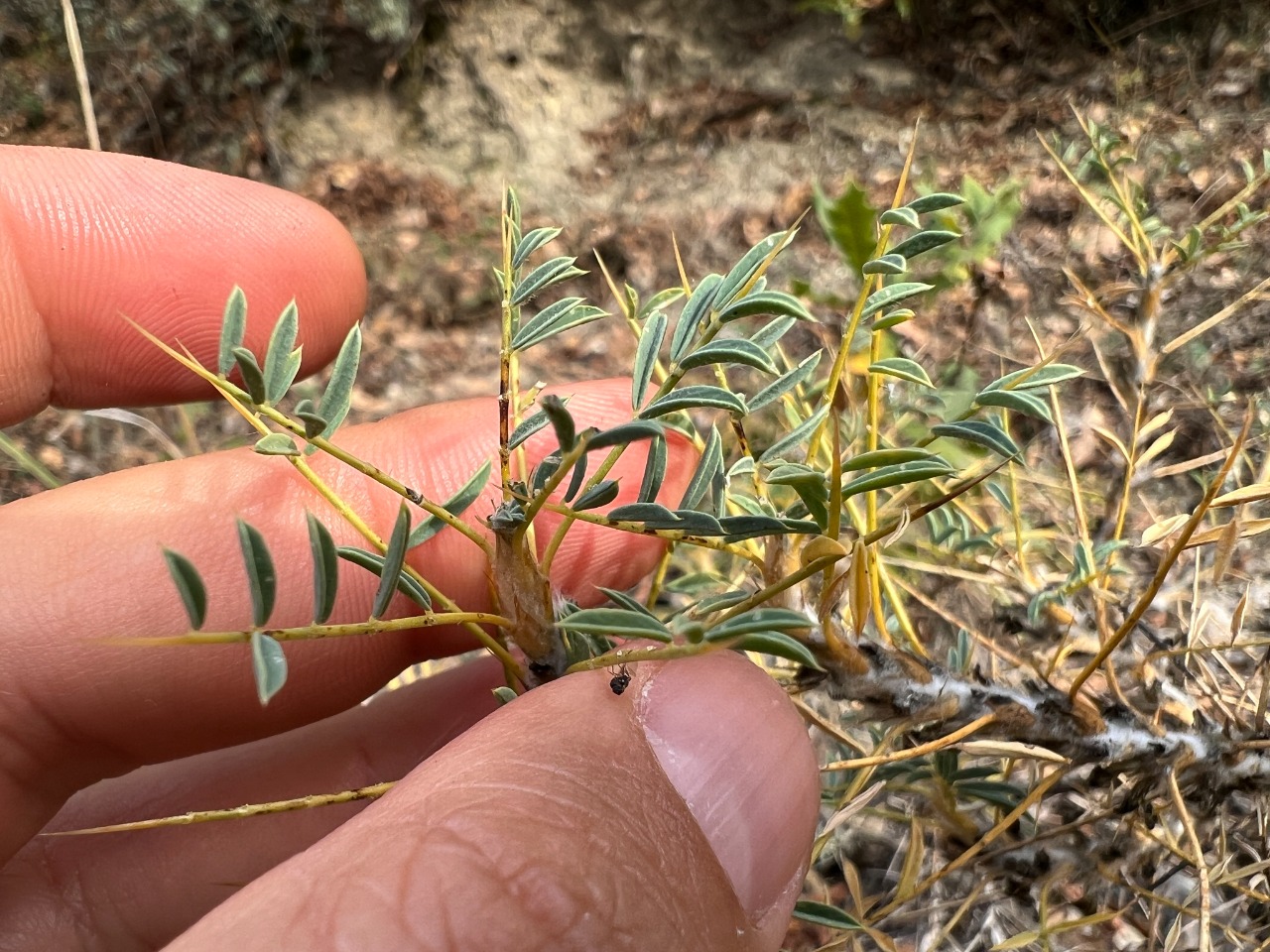 Astragalus caspicus