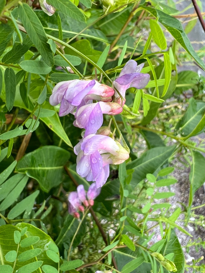 Vicia cassubica
