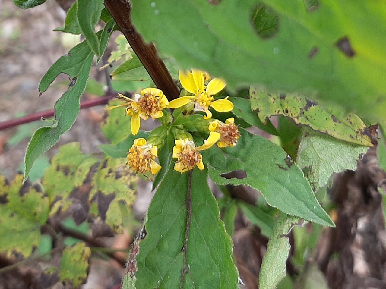 Solidago virgaurea