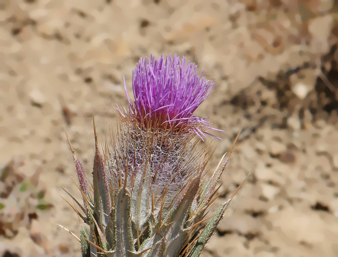 Cirsium cephalotes