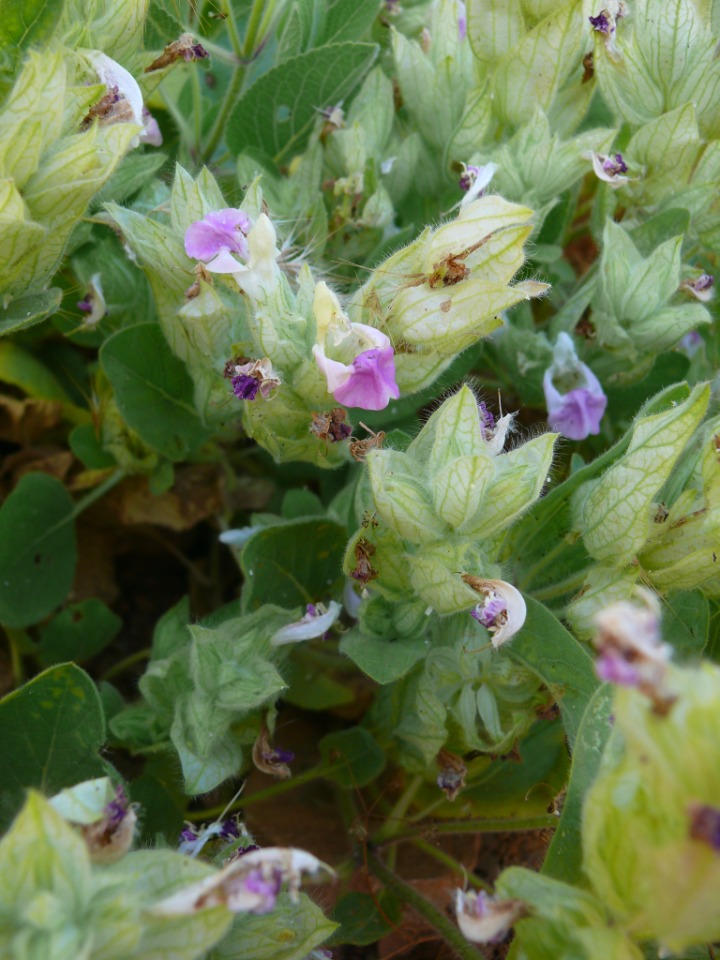 Salvia macrochlamys