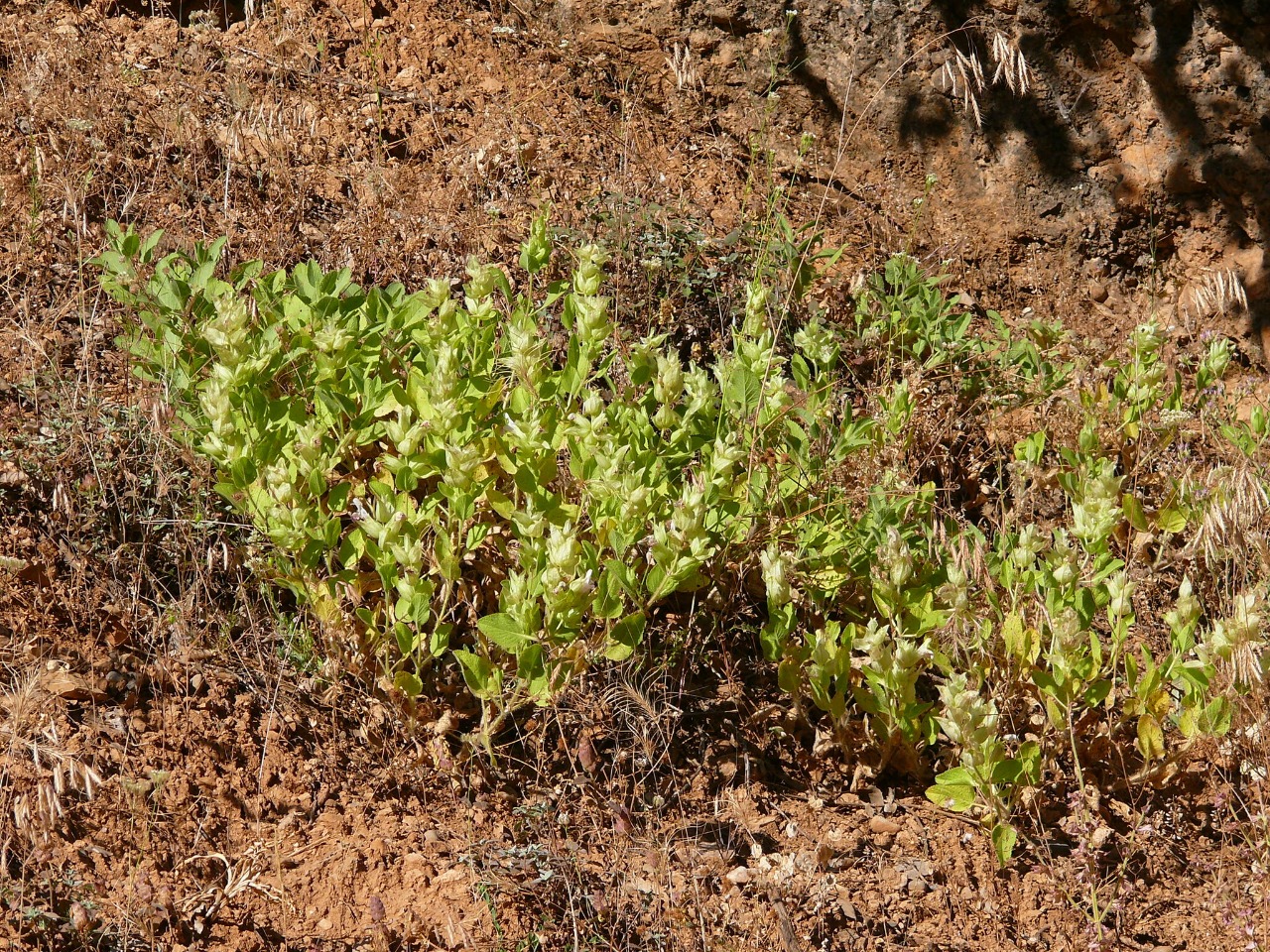 Salvia macrochlamys