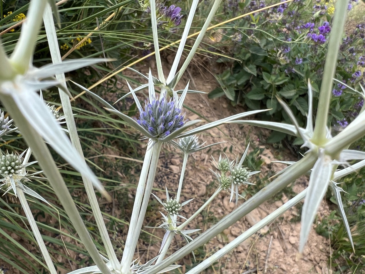 Eryngium billardieri
