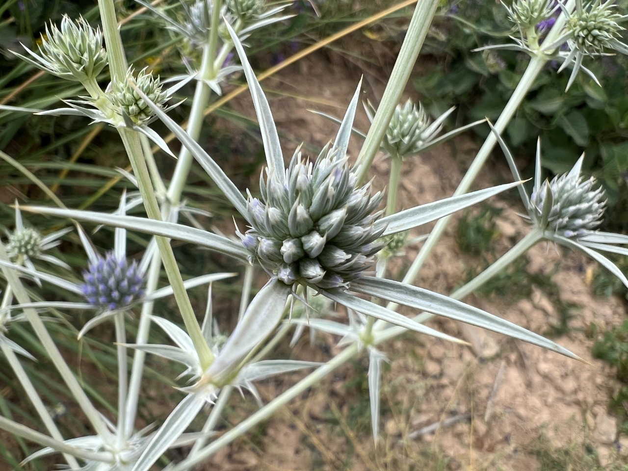 Eryngium billardieri