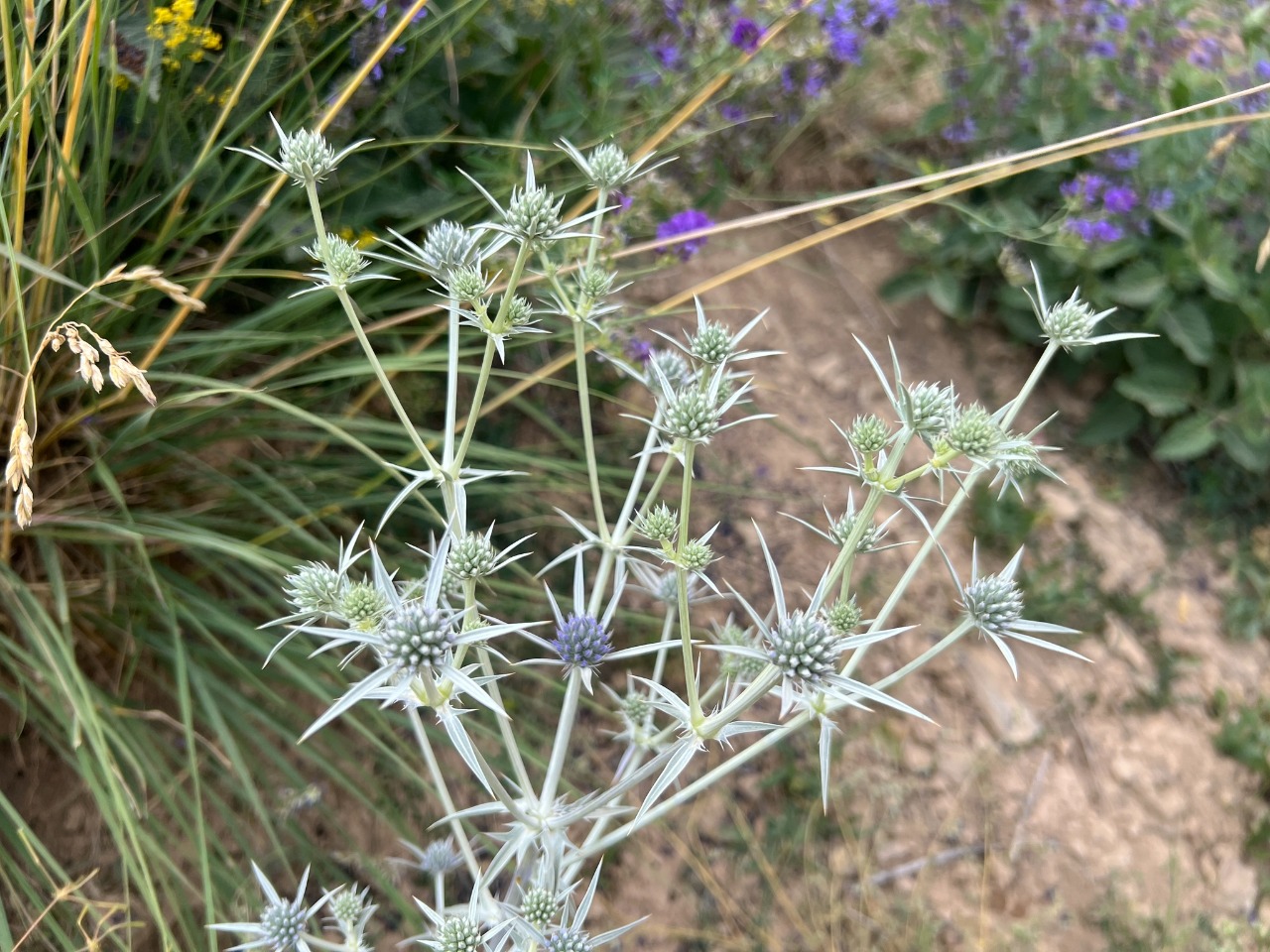 Eryngium billardieri