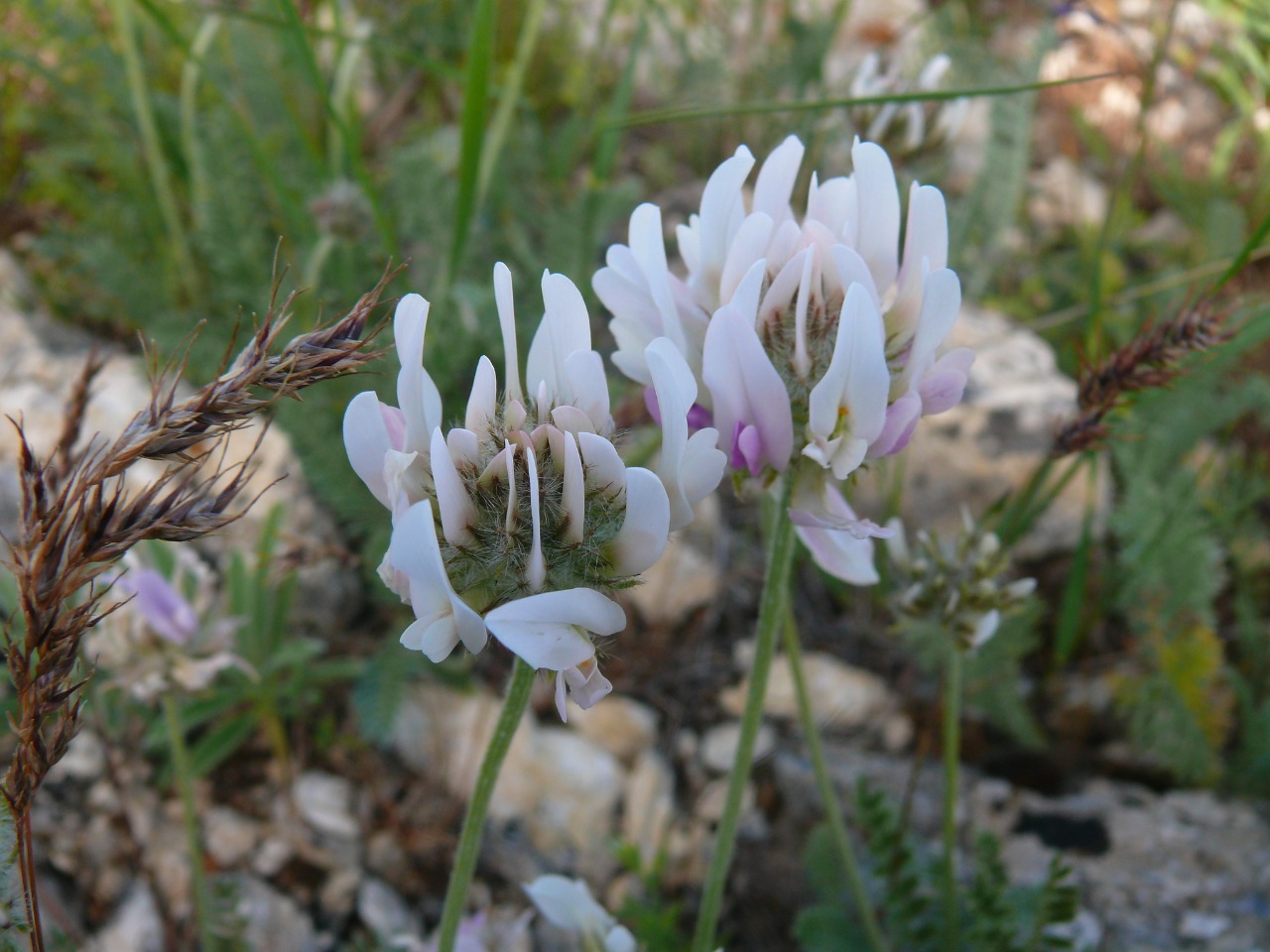 Astragalus bicolor