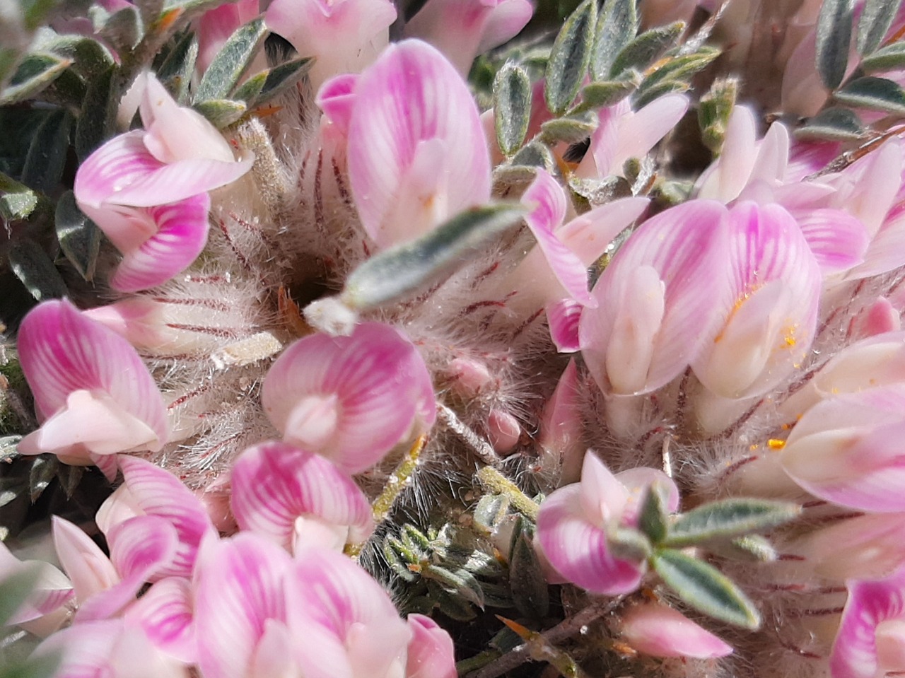 Astragalus condensatus