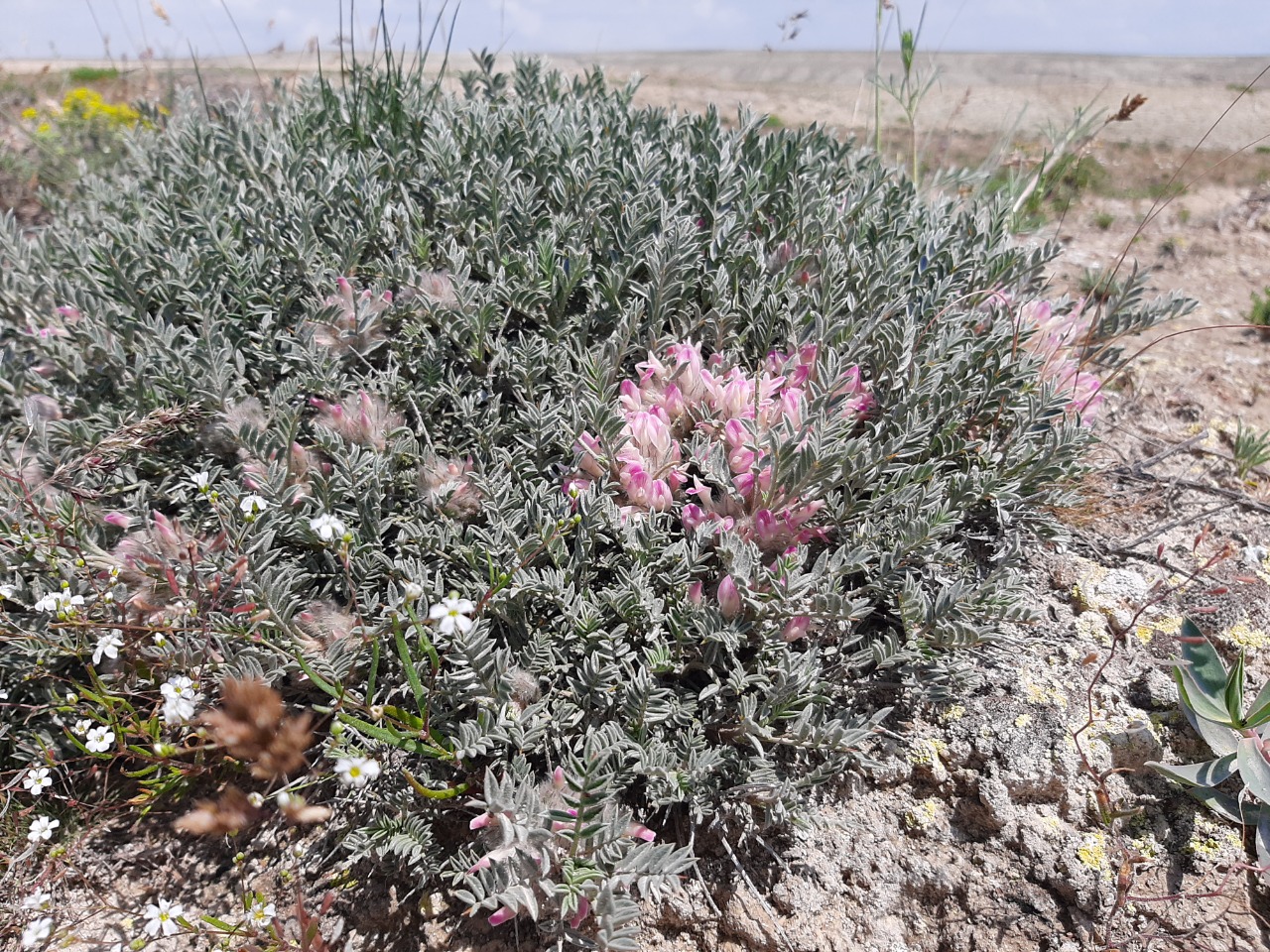 Astragalus condensatus