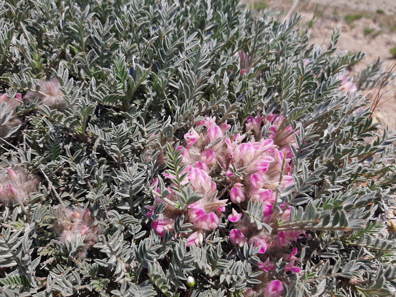 Astragalus condensatus