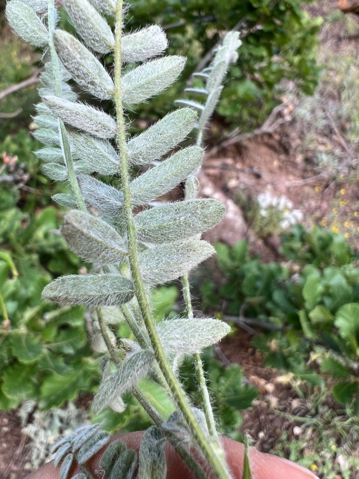 Astragalus lineatus var. longidens