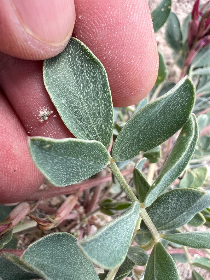 Astragalus tigridis