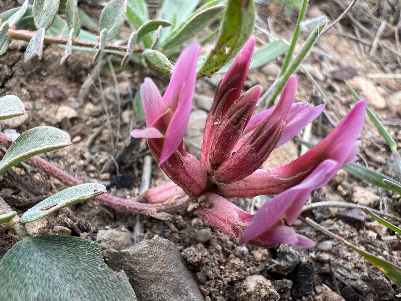 Astragalus tigridis