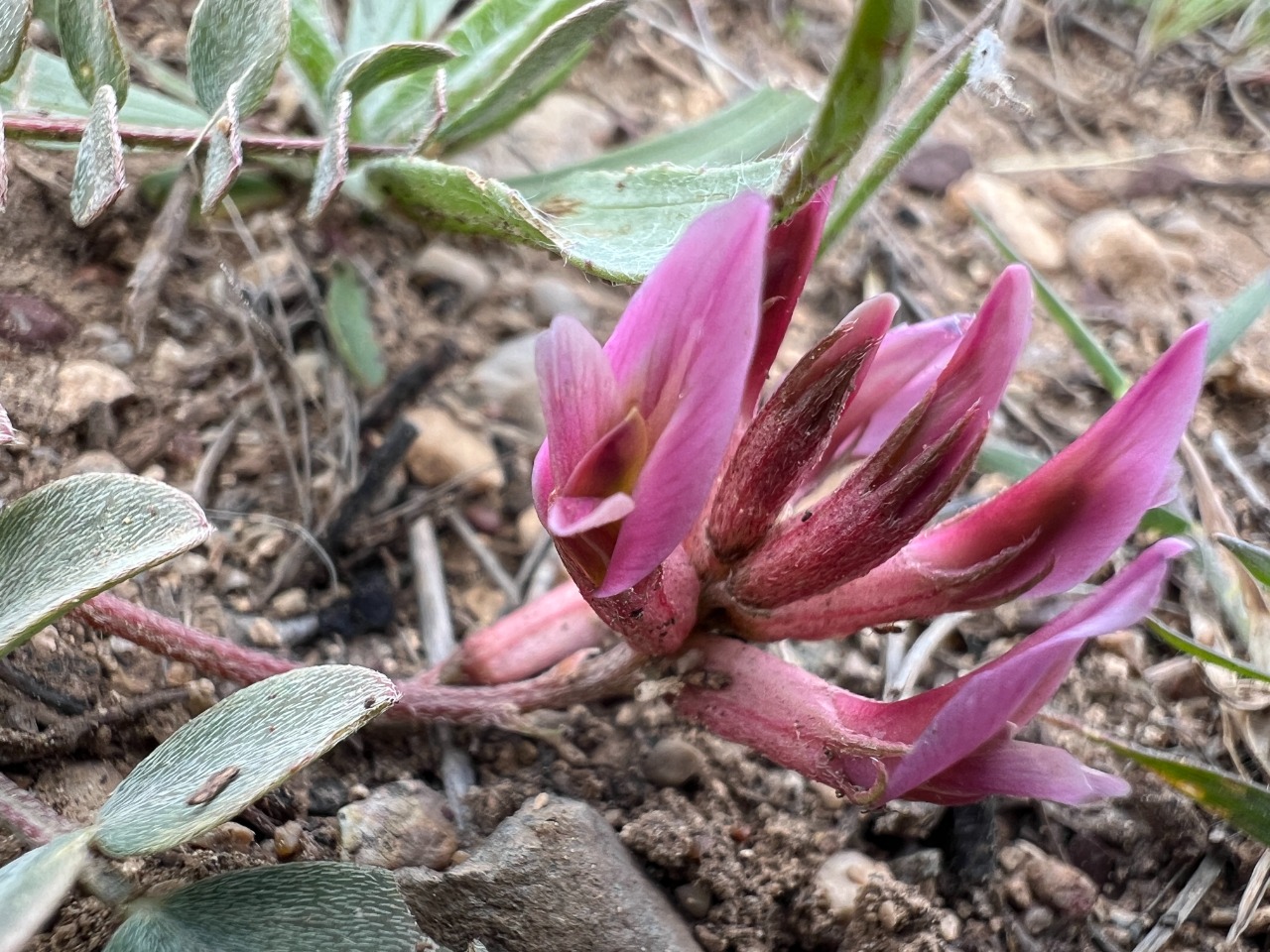 Astragalus tigridis