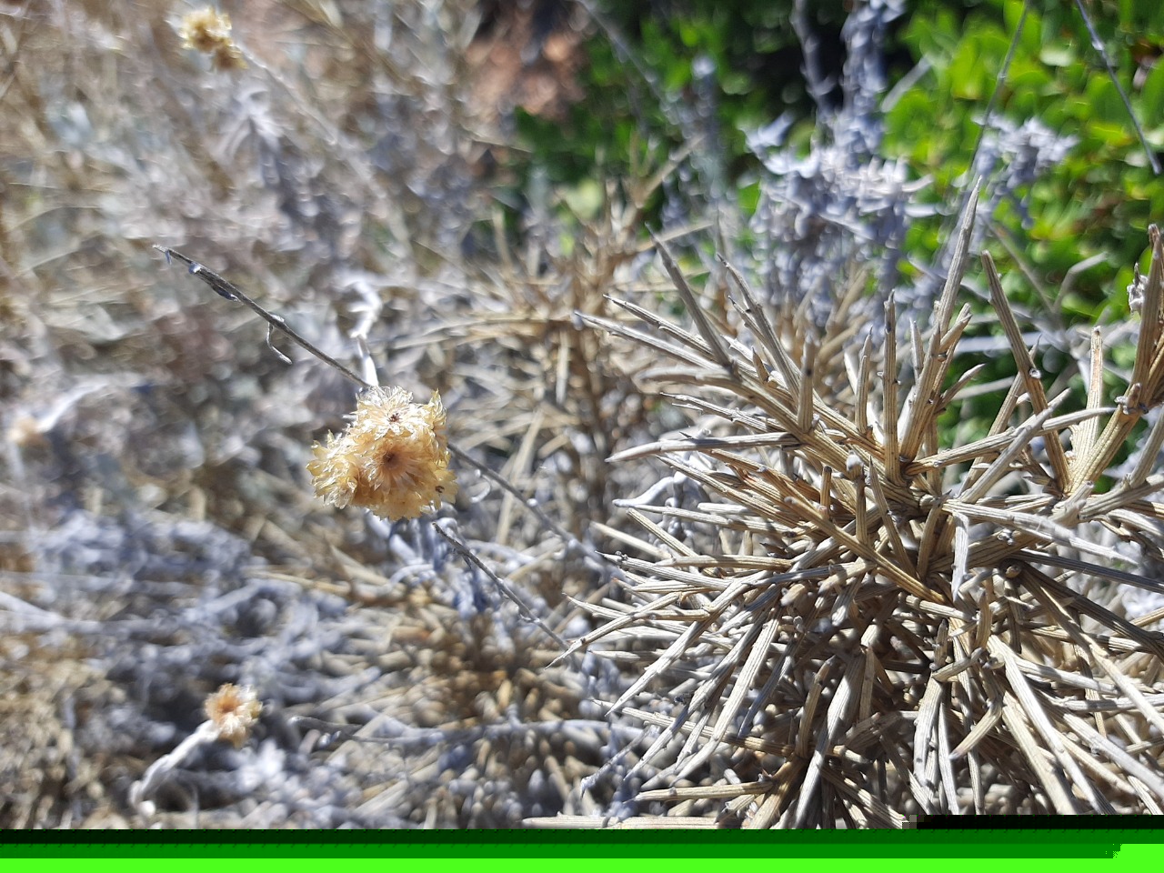 Ptilostemon gnaphaloides
