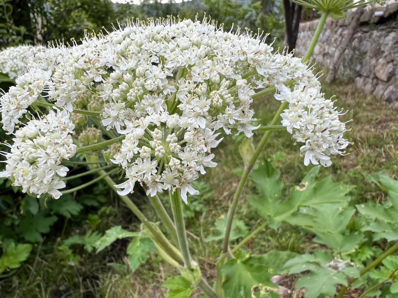 Heracleum trachyloma