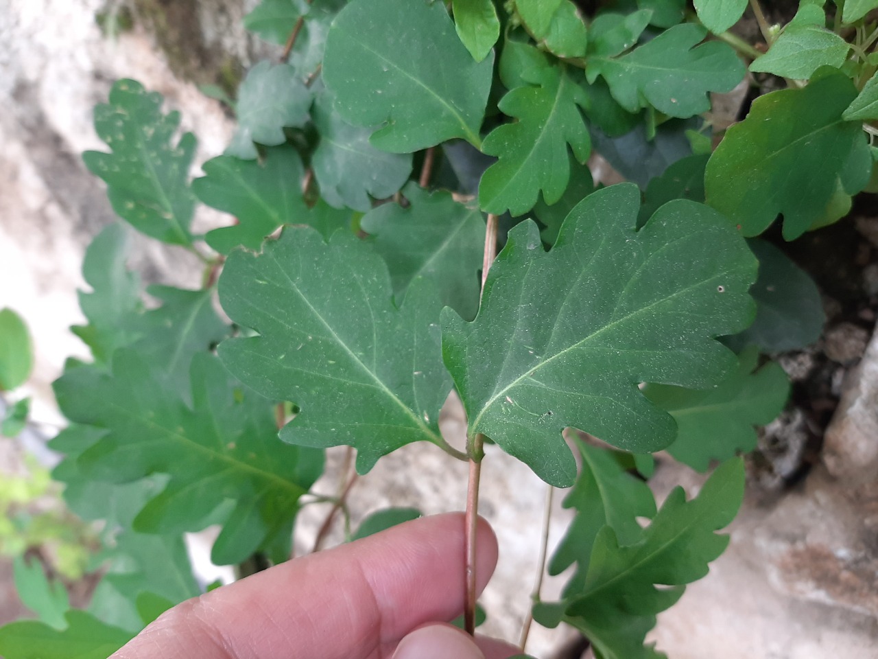 Ficus montana