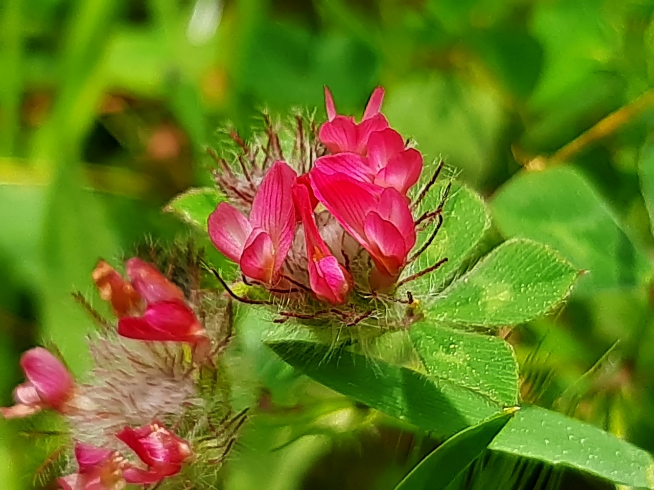 Trifolium pauciflorum