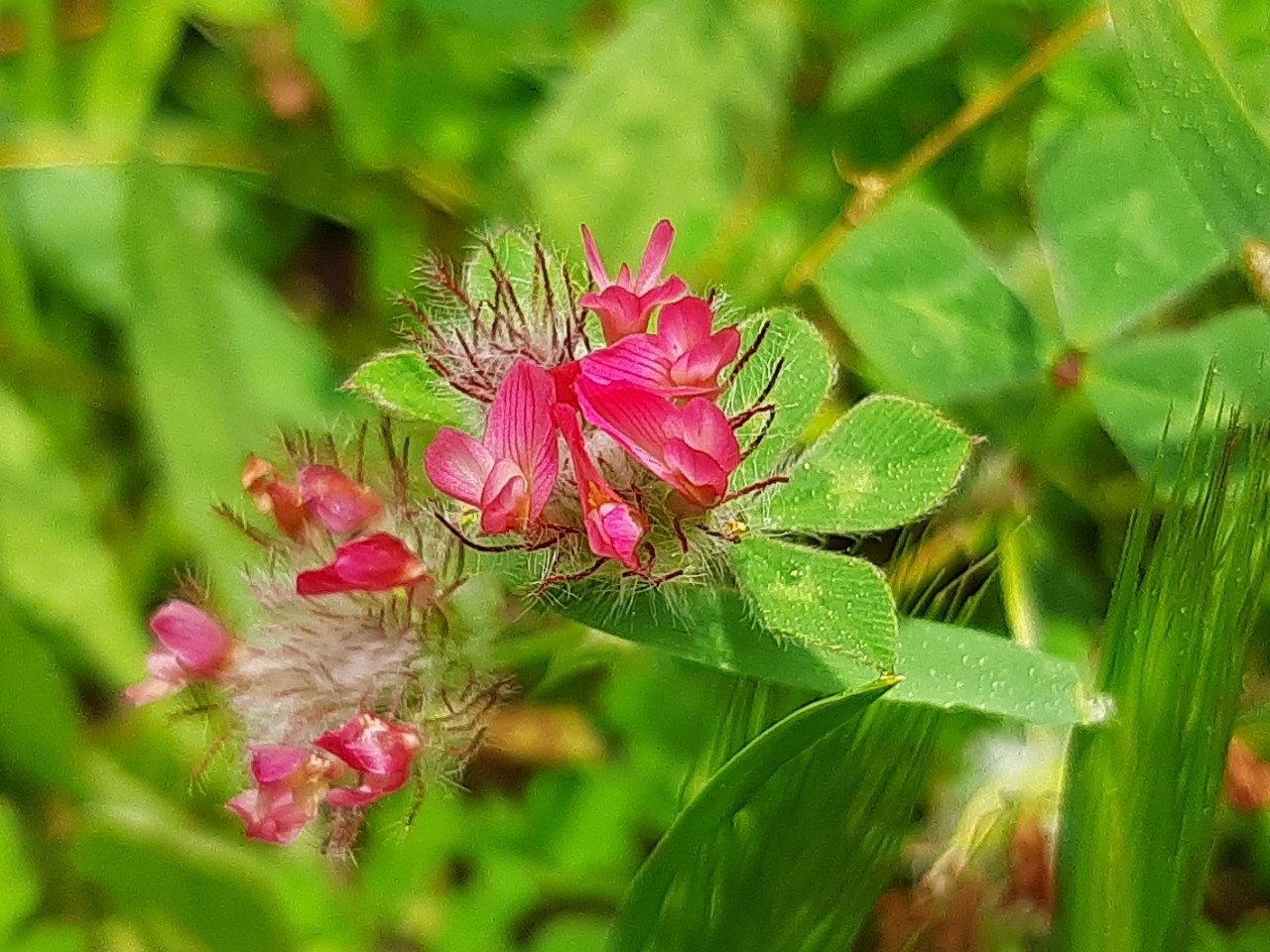 Trifolium pauciflorum