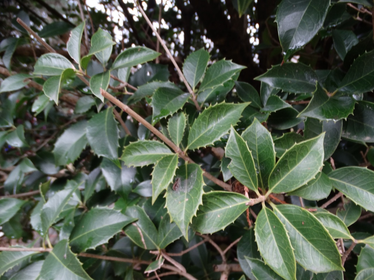 Osmanthus heterophyllus