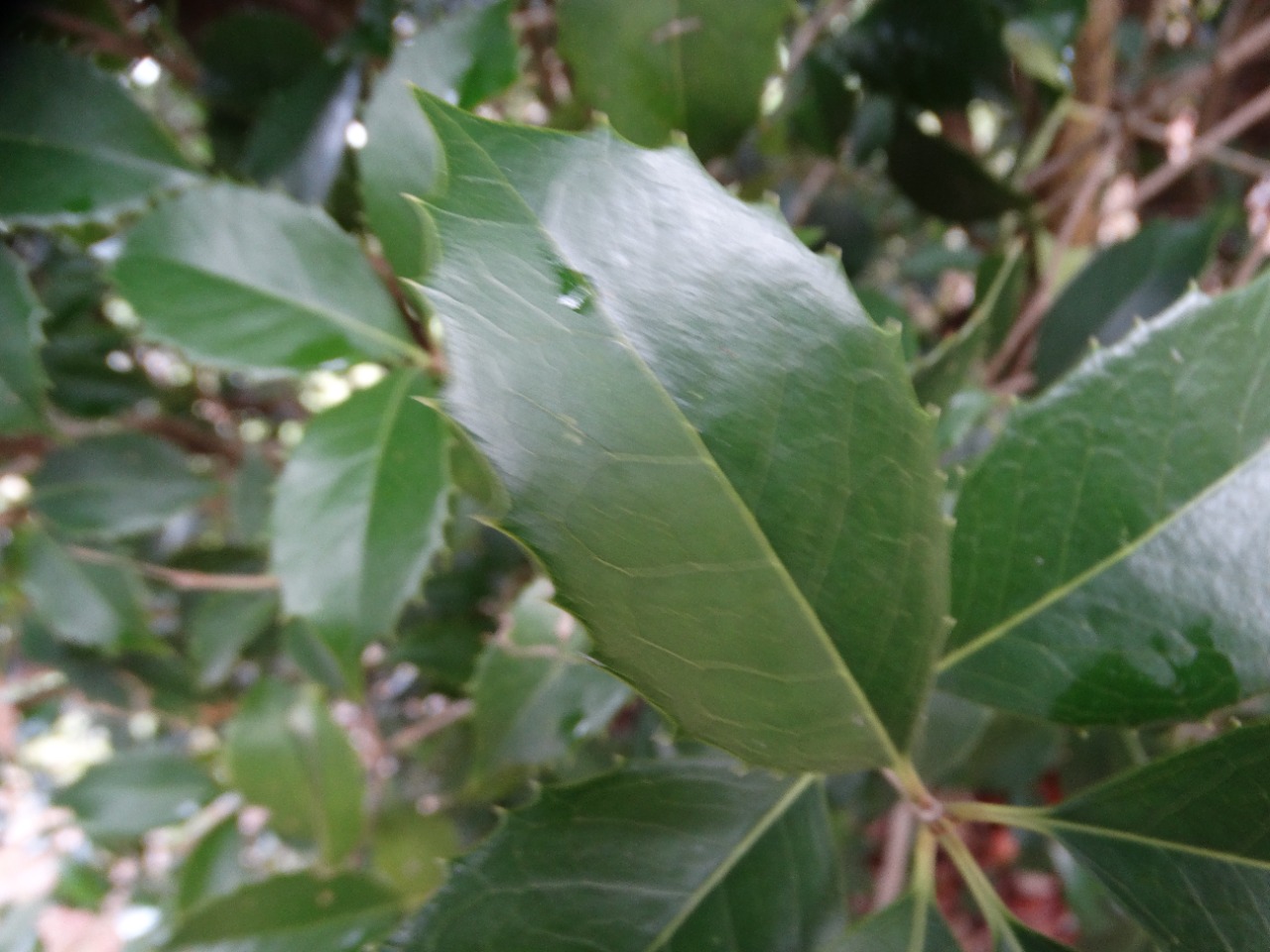 Osmanthus heterophyllus