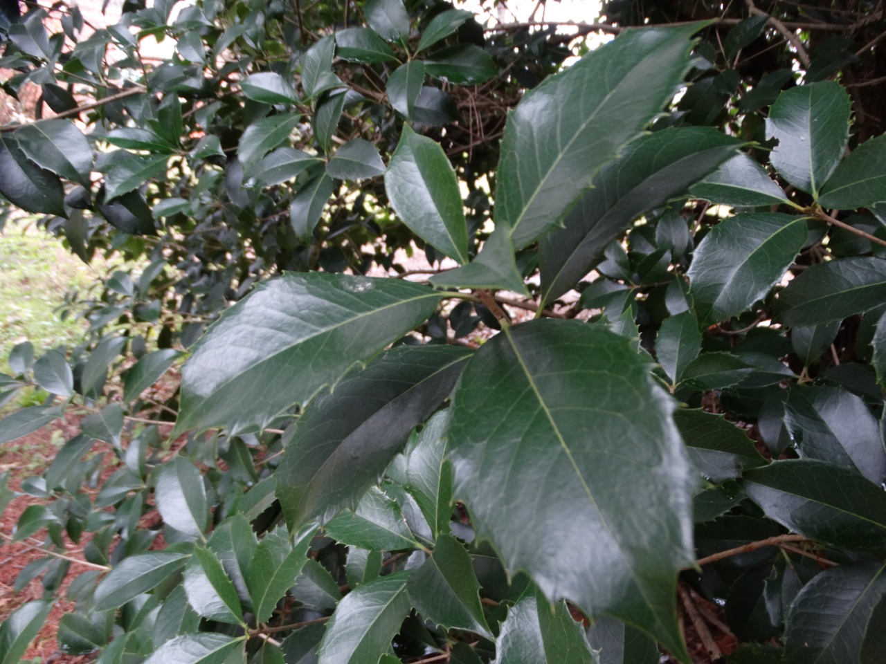 Osmanthus heterophyllus