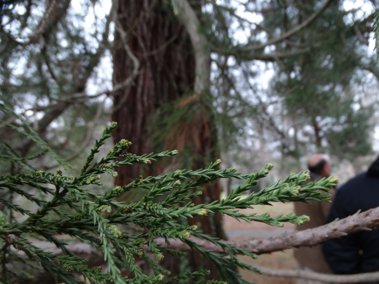 Sequoiadendron giganteum