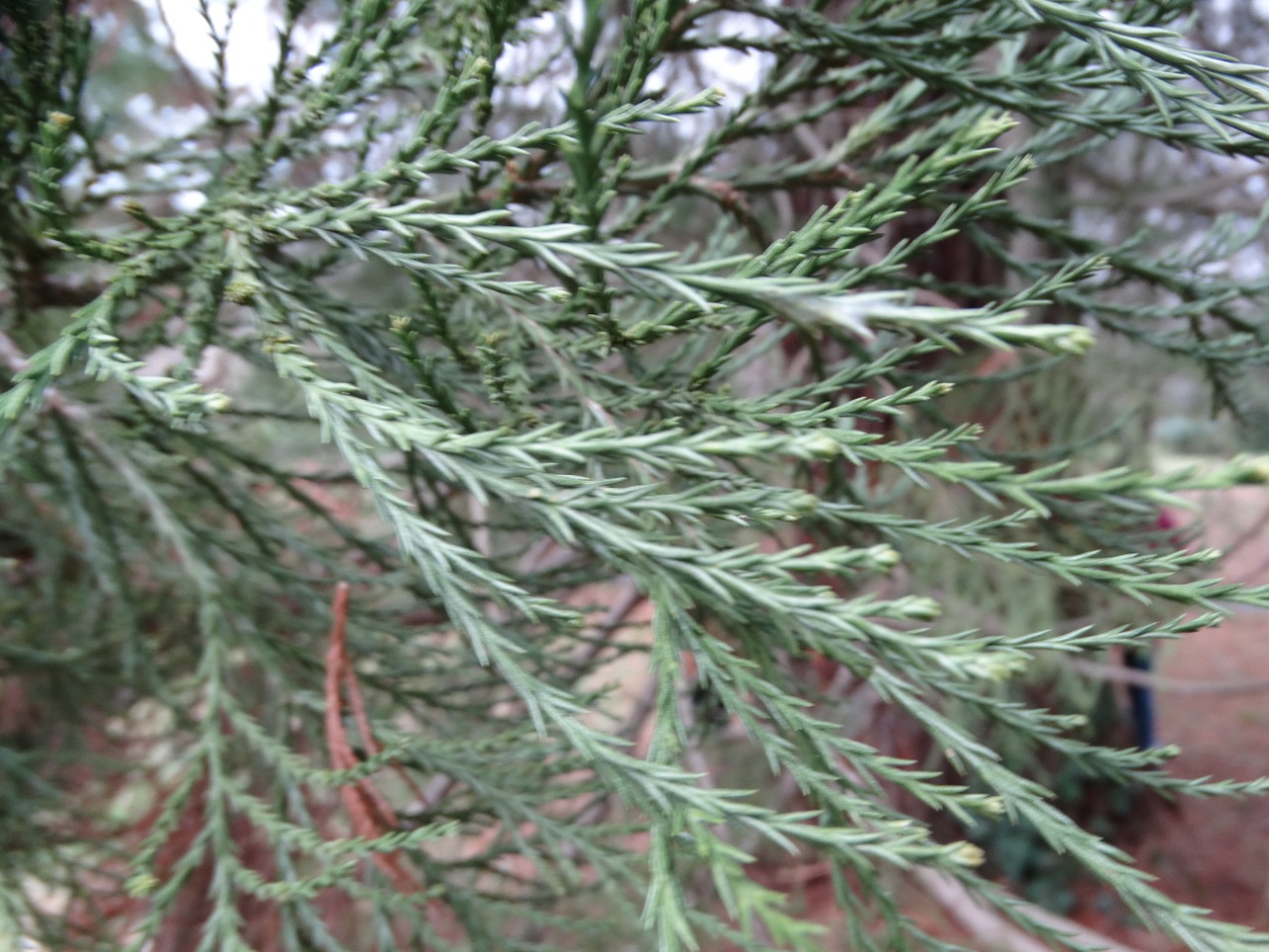 Sequoiadendron giganteum