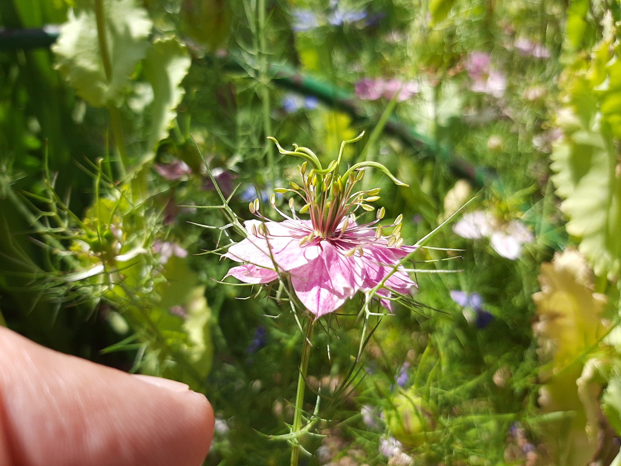 Nigella damascena