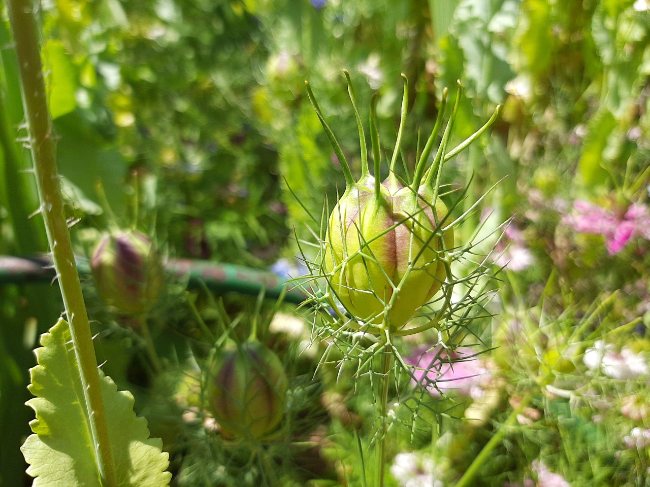 Nigella damascena